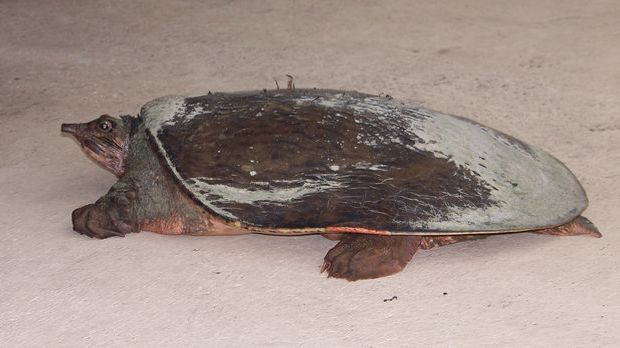 Schildkroten Themen Spezial Kabel Eins Doku